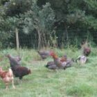 Poulet de chair