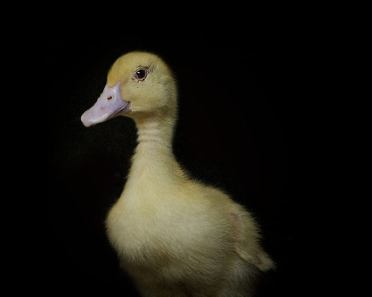 Canard – Les Volailles d’Armor