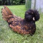Poules d’ornement