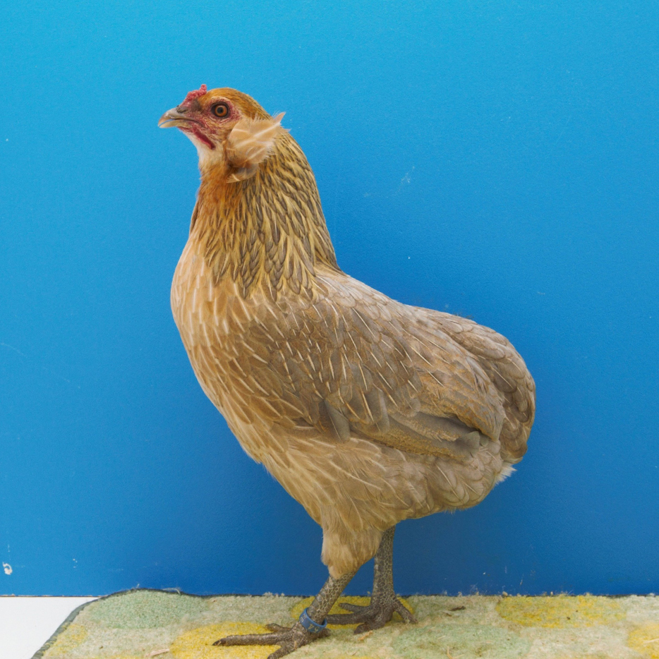 Poule ornement araucana - Les Volailles d'Armor