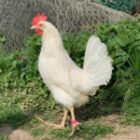 Poules Sussex, grises et Leghorn