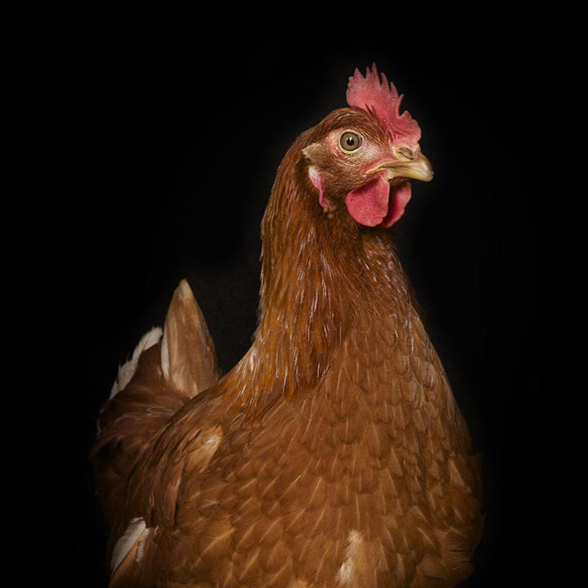 Poule Pondeuse Les Volailles D Armor