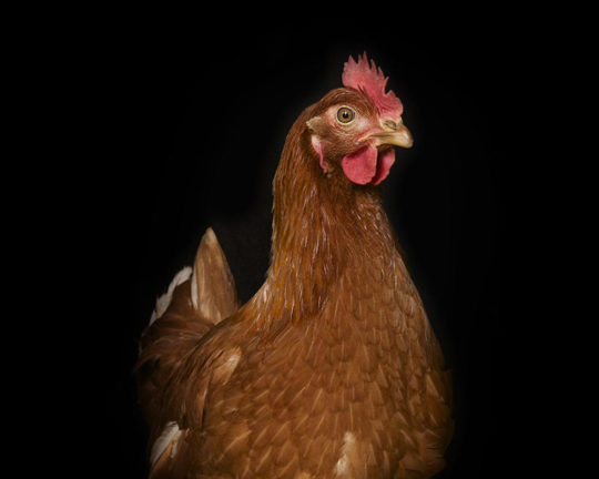 Poule pondeuse – Les Volailles d’Armor