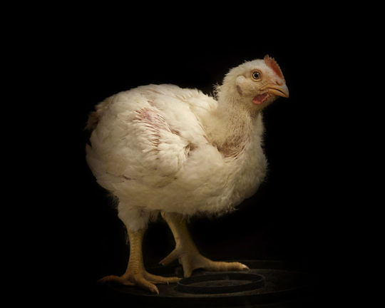 Poulet – Les Volailles d’Armor