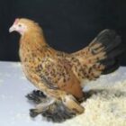 Poules d’ornement