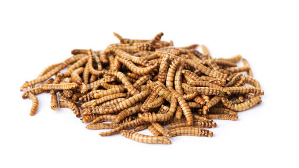 a pile of fried worms seasoned with garlic and herbs, on a white background